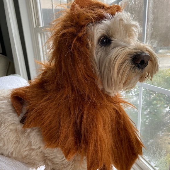 Lions Head Costume - Picture 3 of 13